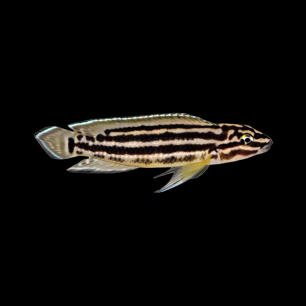 Cichlid Julie Regan (Julidochromis Regani)