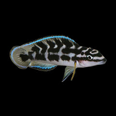 Cichlid Julie Masked (Julidochromis Transcriptus)