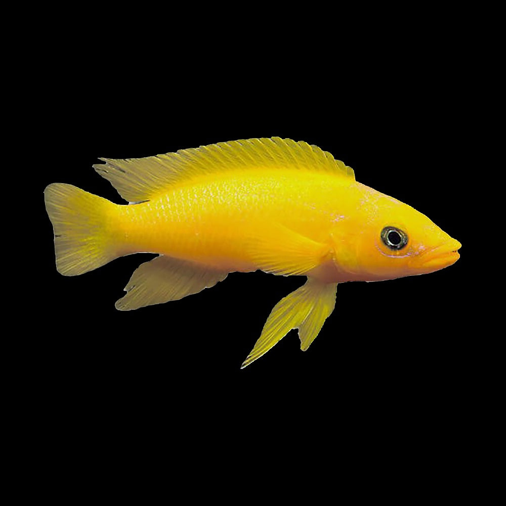 Lemon Cichlid (Neolamprologus Leleupi)