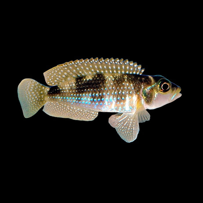 Cichlid Neolamprologus Meleagris