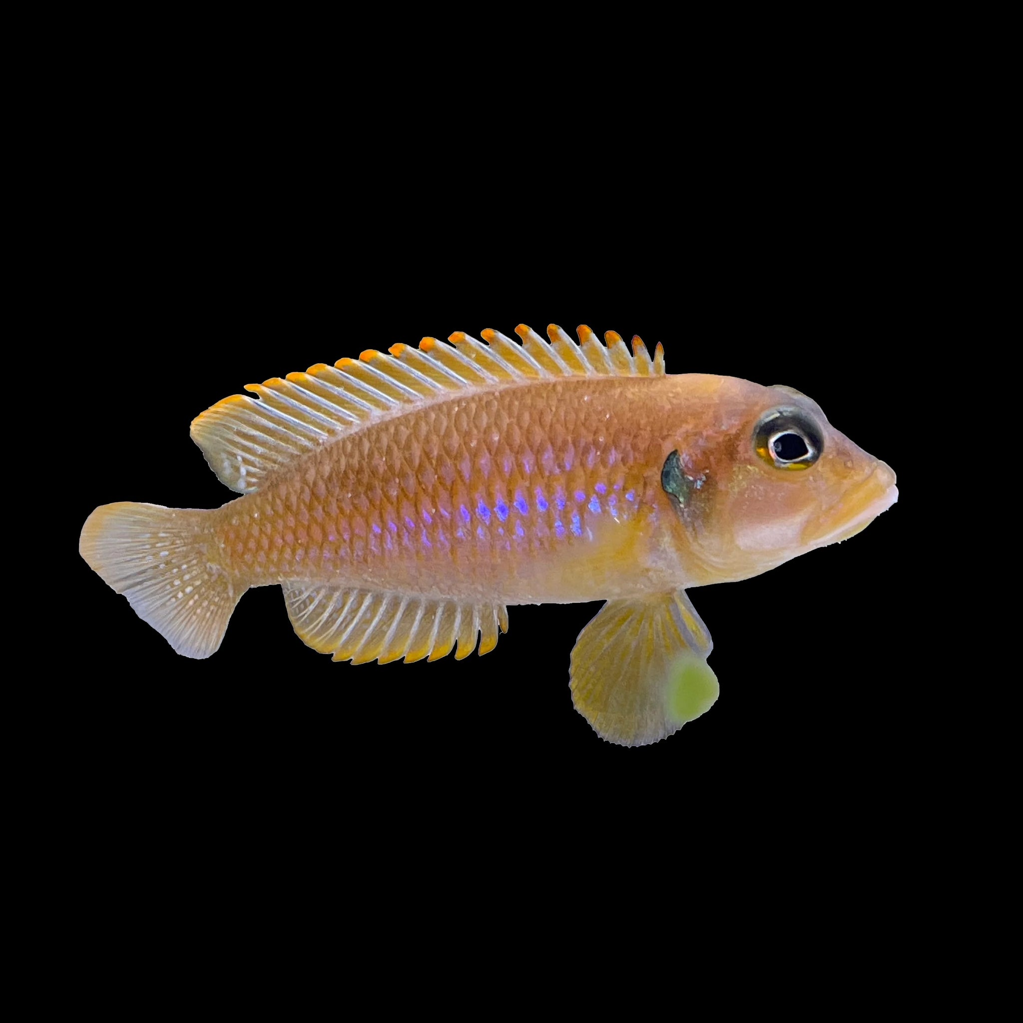 Brevis Shelldweller (Neolamprologus Brevis)