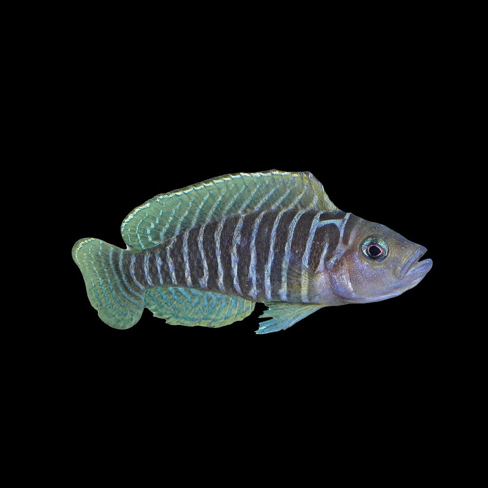 Cichlid Neolamprologus Similis