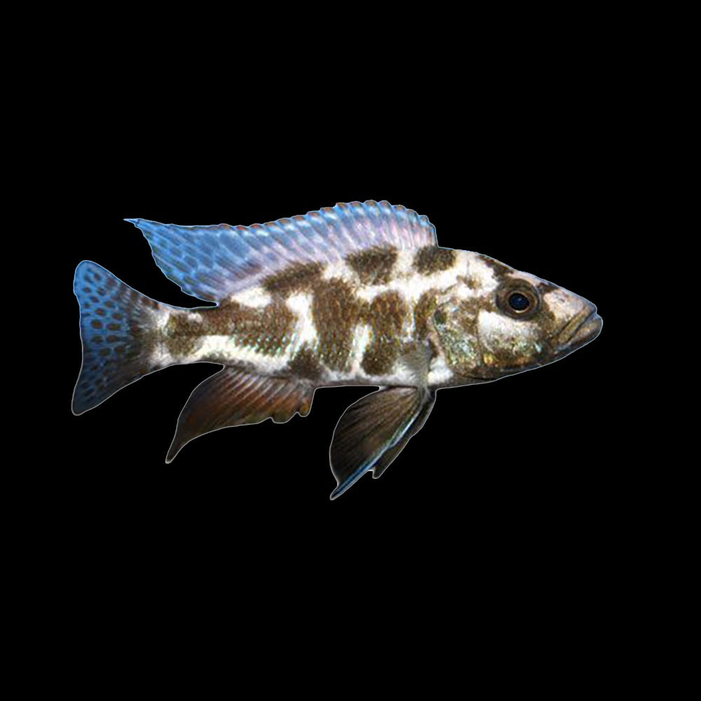 Cichlid Nimbochromis Livingstonii