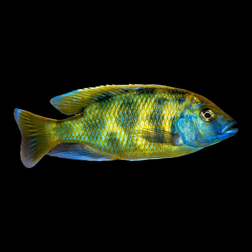 Cichlid Nimbochromis Venustus