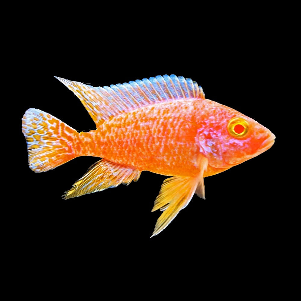 Cichlid Peacock Albino (Aulonocara Sp.)