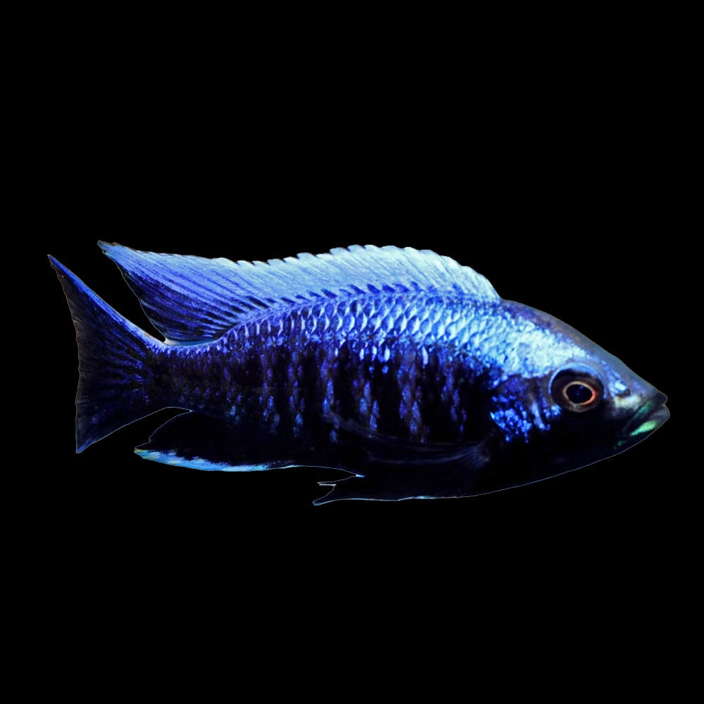 Cichlid Aulonocara Blue Orchid