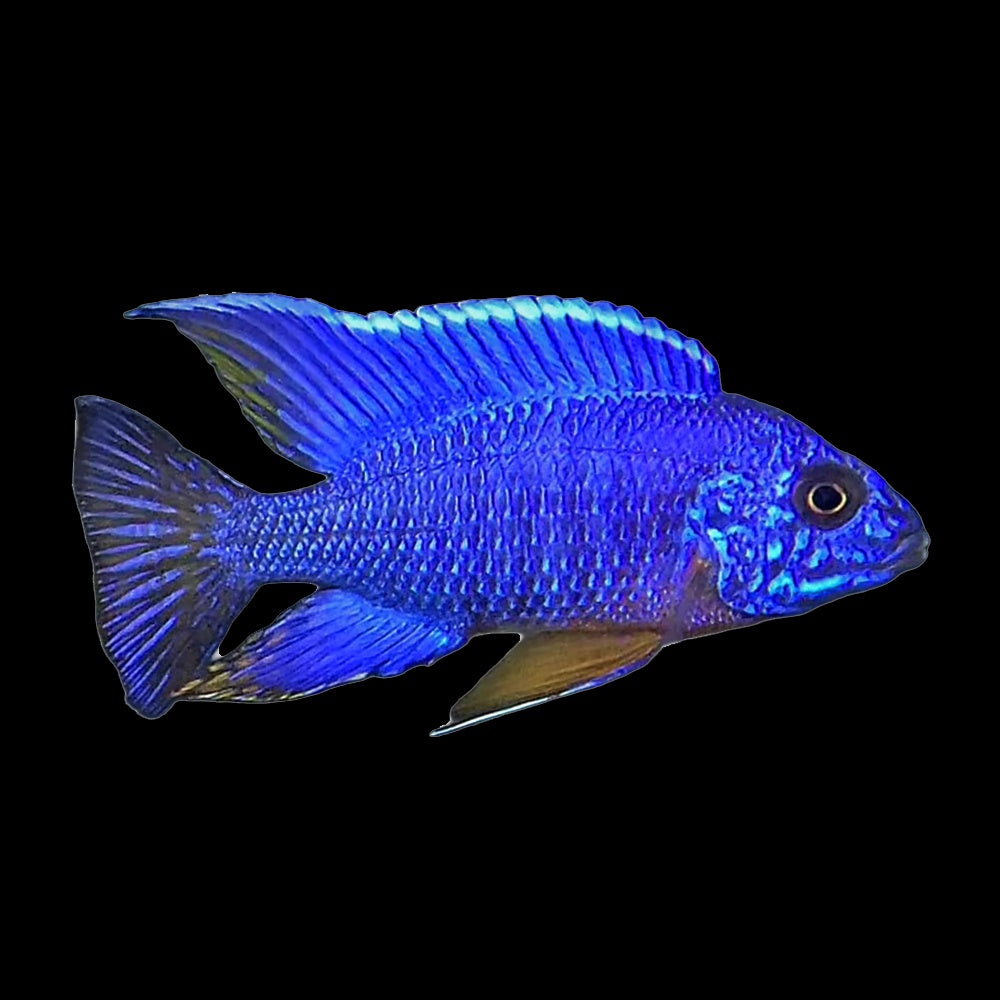 Cichlid Peacock Blue (Aulonocara Sp.)