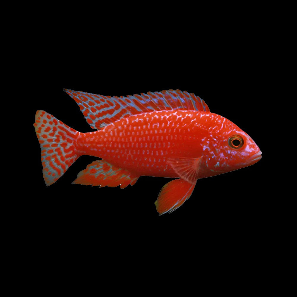 Cichlid Peacock Fire Red (Aulonocara Sp.)