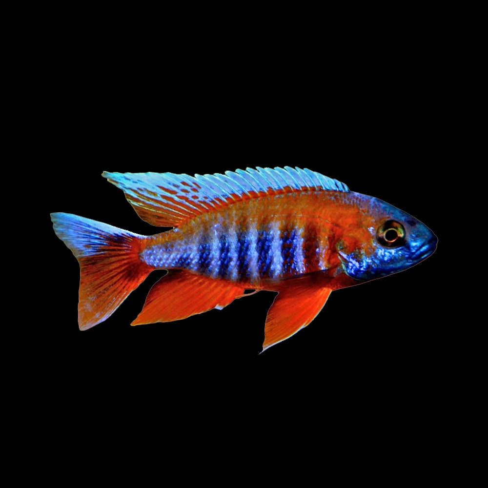 Cichlid Peacock Eureka Red (Aulonocara Jacobfreibergi)