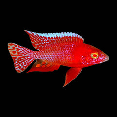 Cichlid Peacock Fire Red Albino (Aulonocara Sp.)