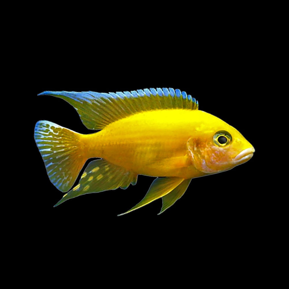 Cichlid Peacock Sunshine (Aulonocara Baenschi)