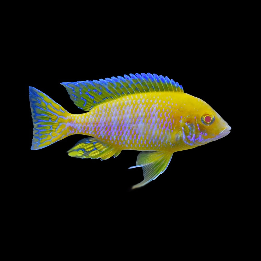 Cichlid Peacock Lemon Albino (Aulonocara Sp.)