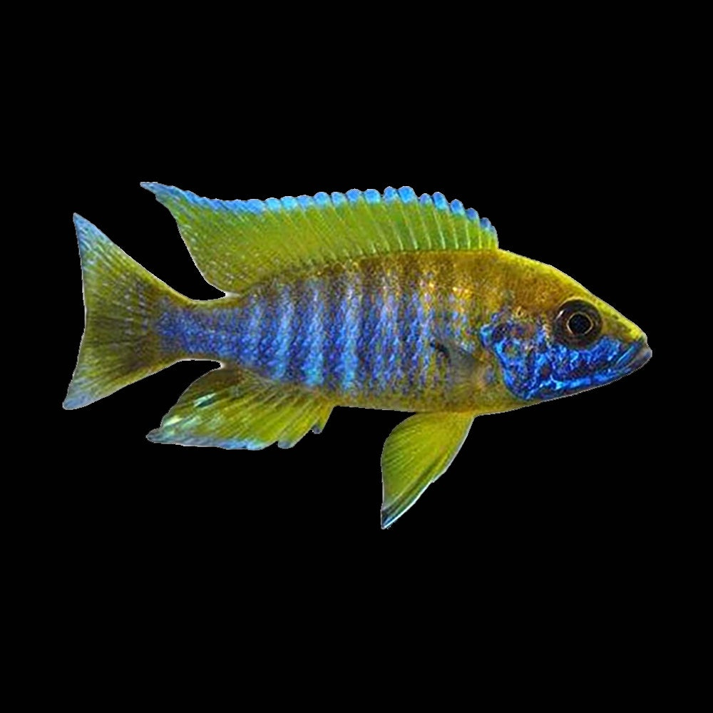 Cichlid Peacock Lemon Jake (Aulonocara Sp.)