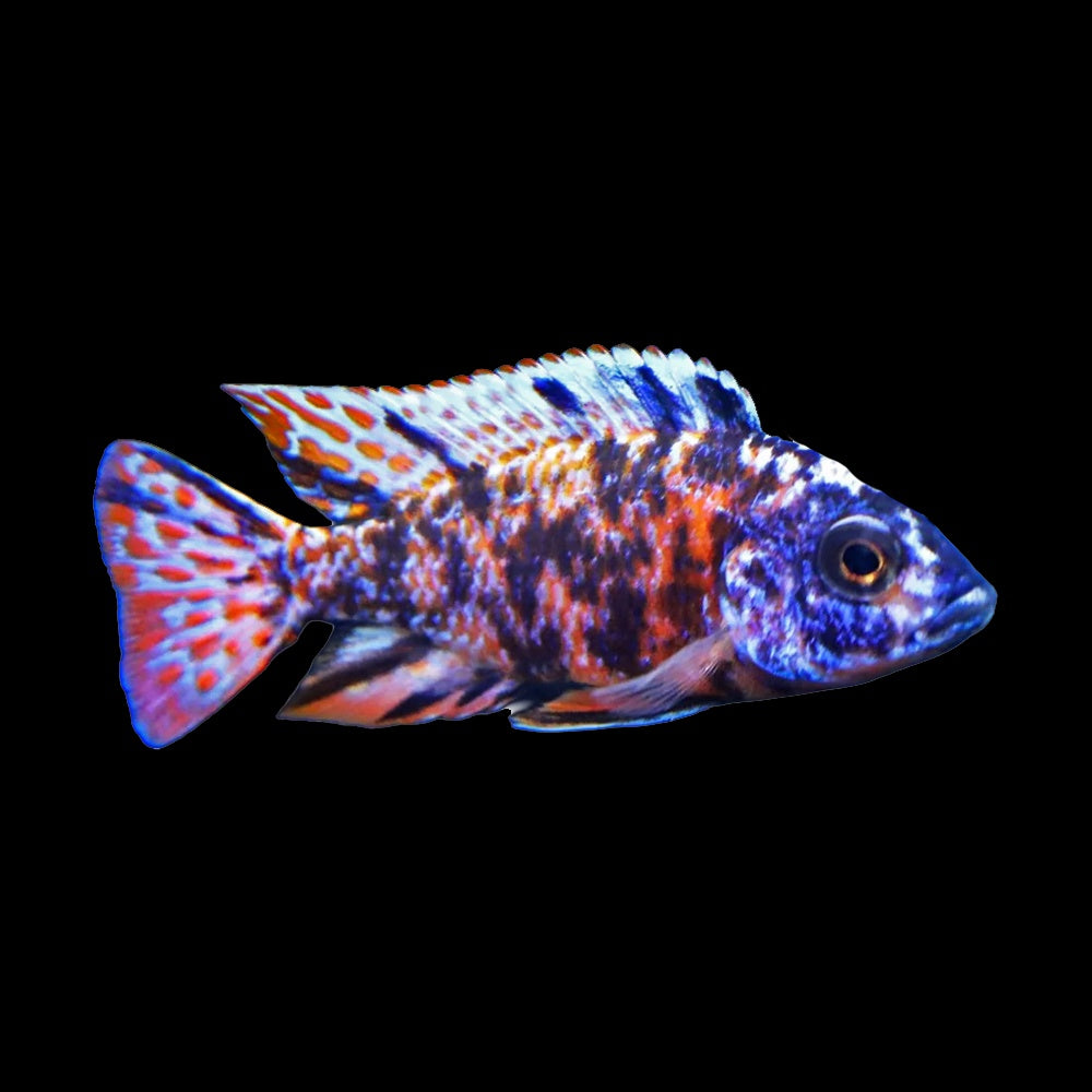 Cichlid Peacock Marble (Aulonocara Sp.)