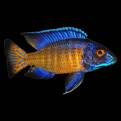 Cichlid Peacock Ngara Flametail (Aulonocara Sp.)