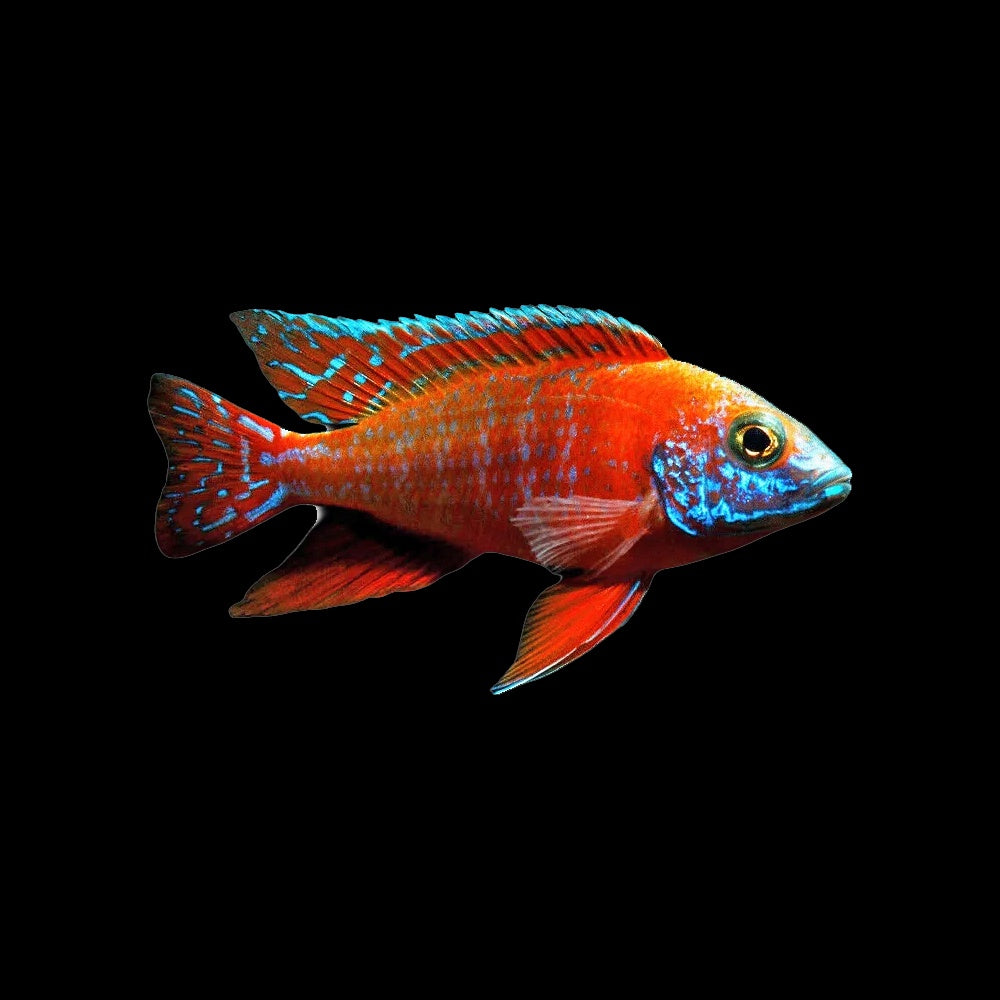 Cichlid Peacock Red Rubin (Aulonocara Sp.)