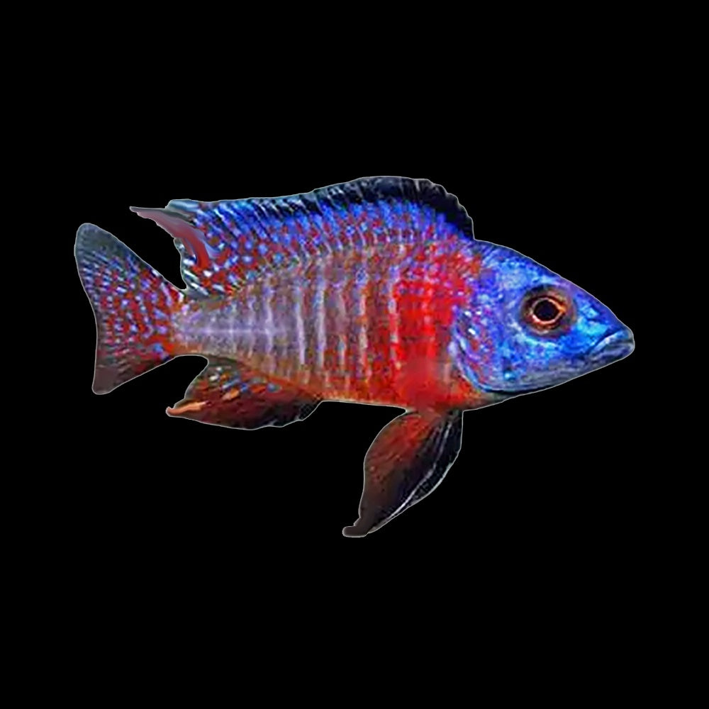 Cichlid Peacock Red Side (Aulonocara Sp.)