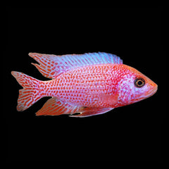 Cichlid Peacock Strawberry (Aulonocara Sp.)