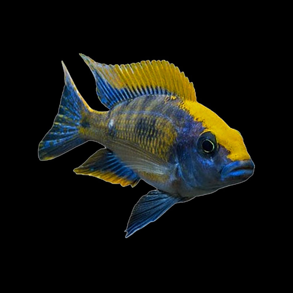 Cichlid Peacock Sulfur Head (Aulonocara Maylandi)