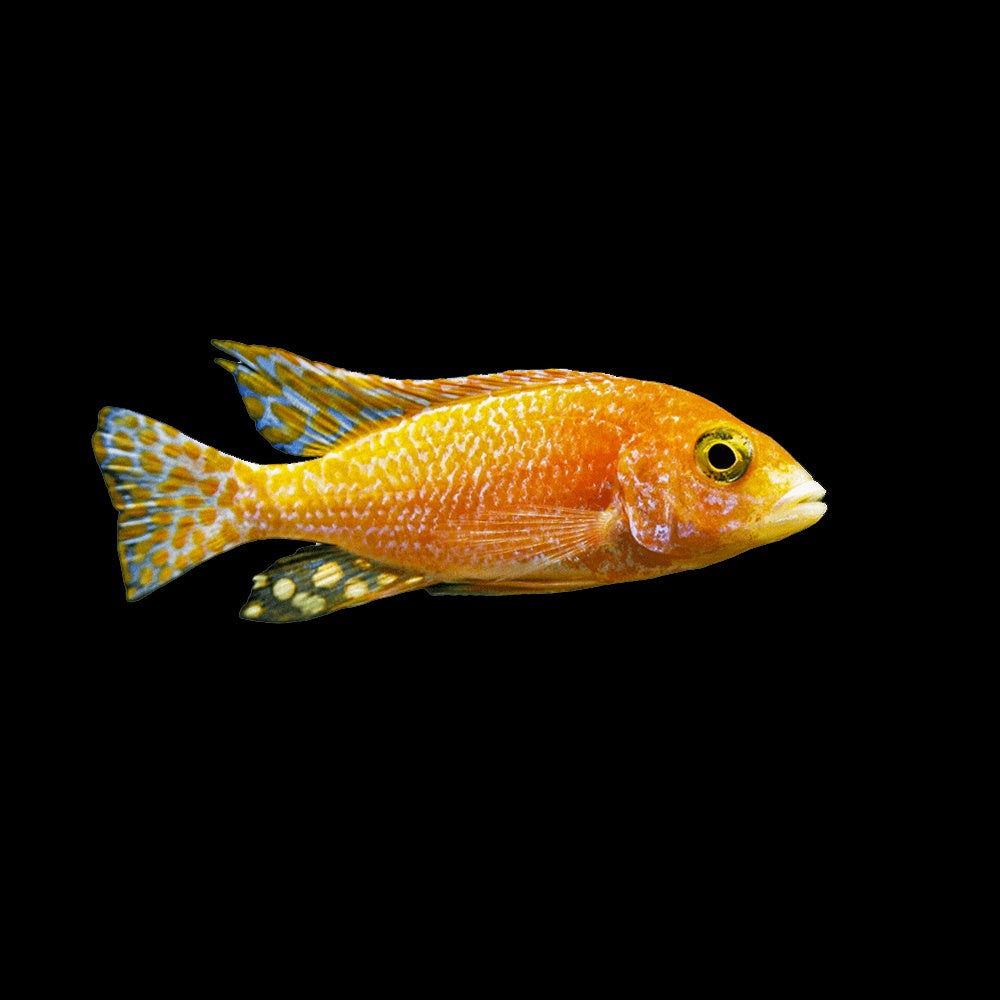 Cichlid Peacock Tangerine (Aulonocara Sp.)