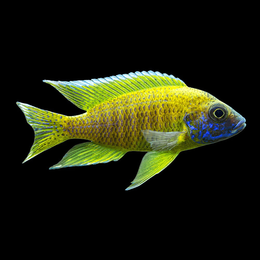 Cichlid Peacock Yellow (Aulonocara Baenschi)