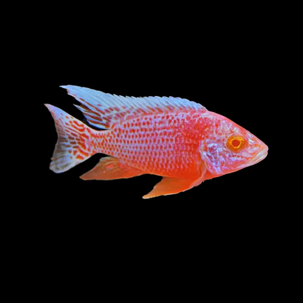 Cichlid Peacock Albino Dragon Blood