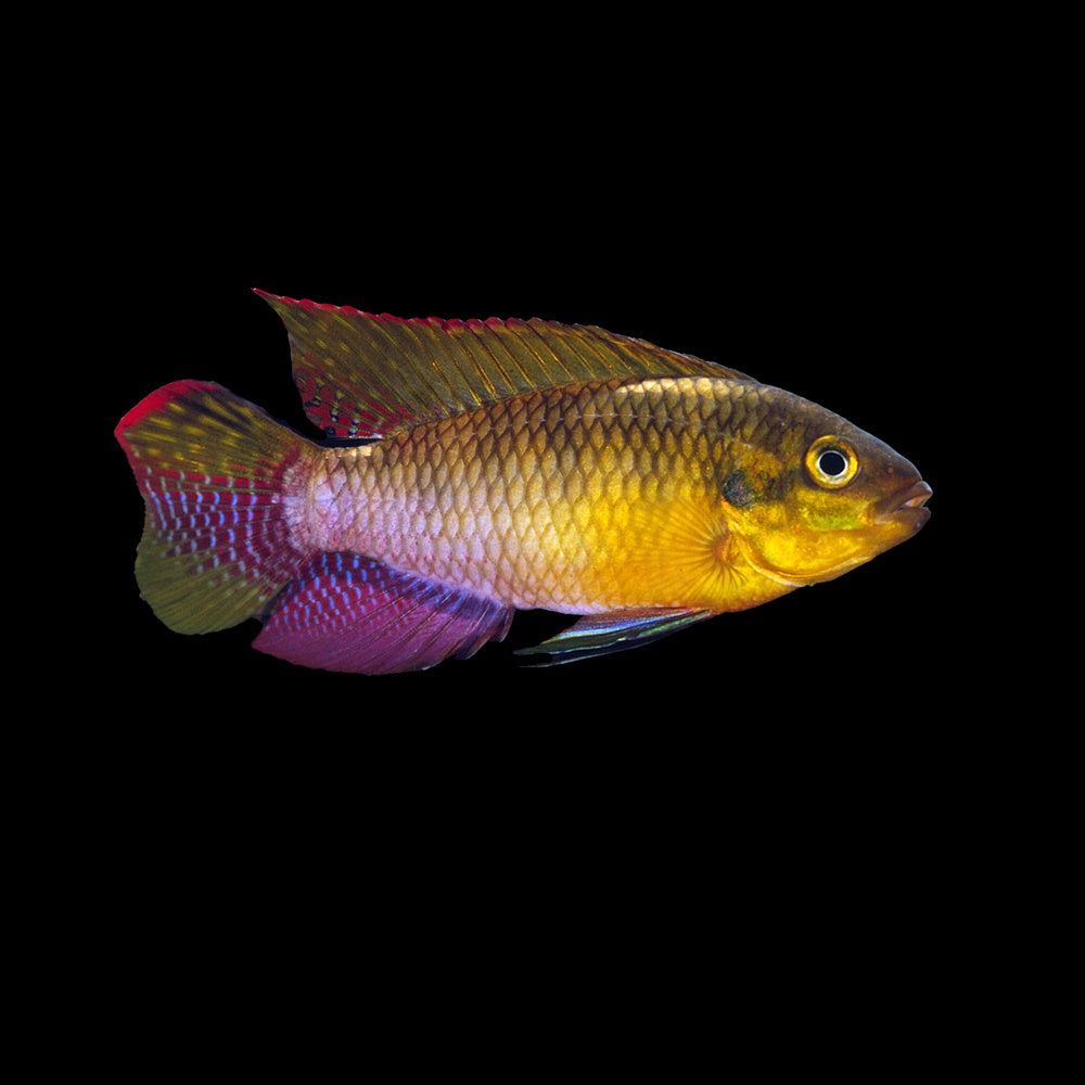 Cichlid Pelvicachromis Silviae