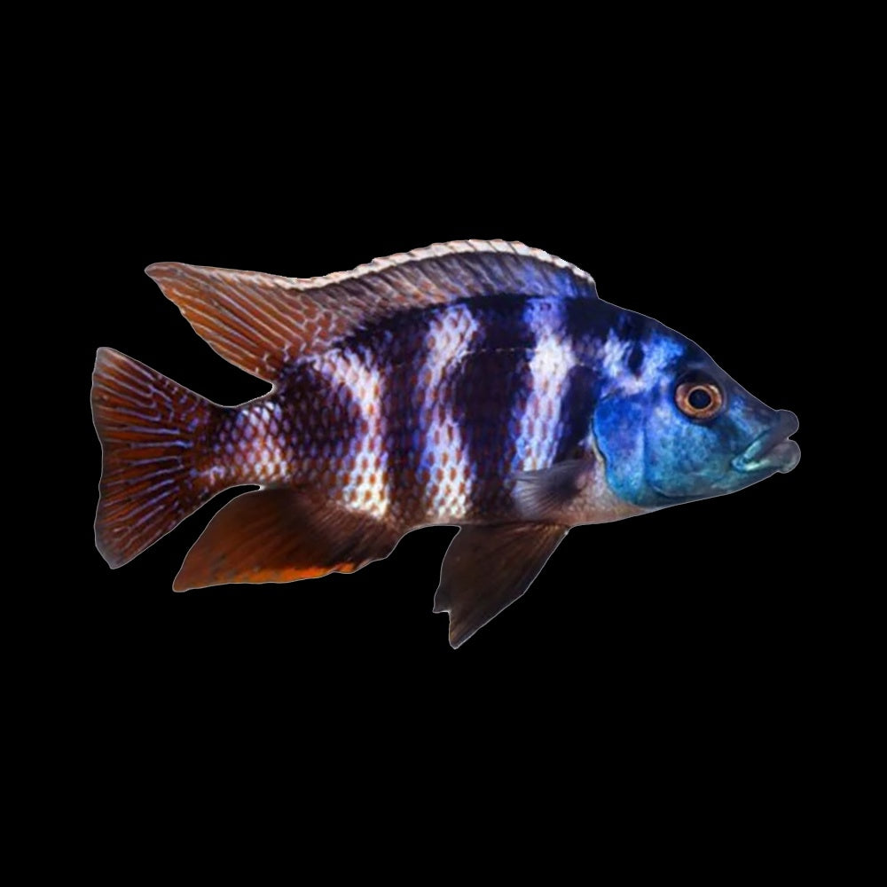 Cichlid Placidochromis Milomo VC10