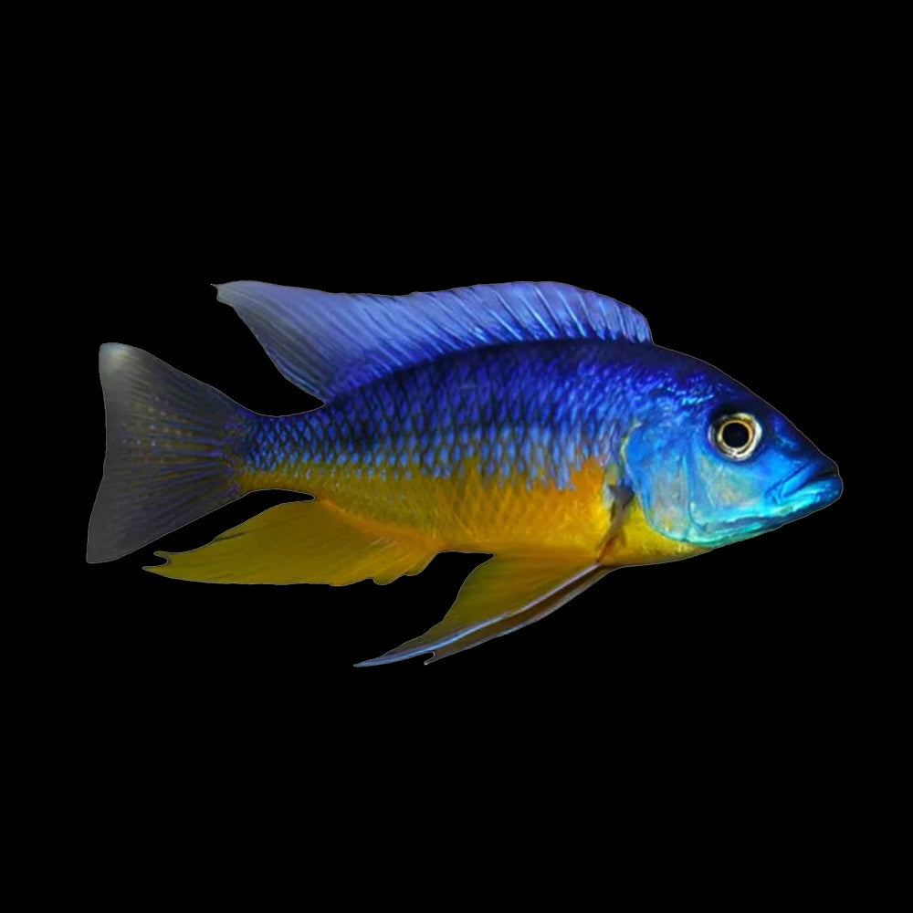 Cichlid Protomelas Spilonotus Tanzania