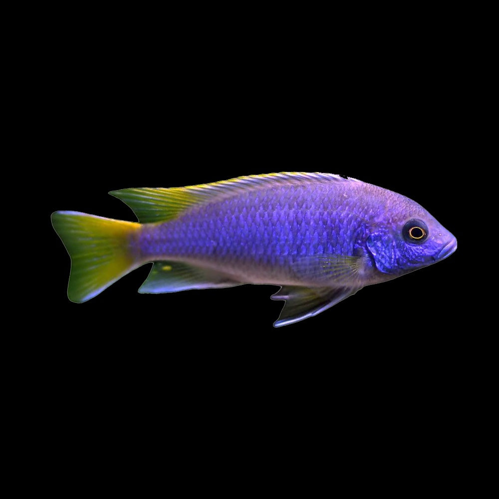 Cichldi Pseudotropheus Yellow Tail Acei