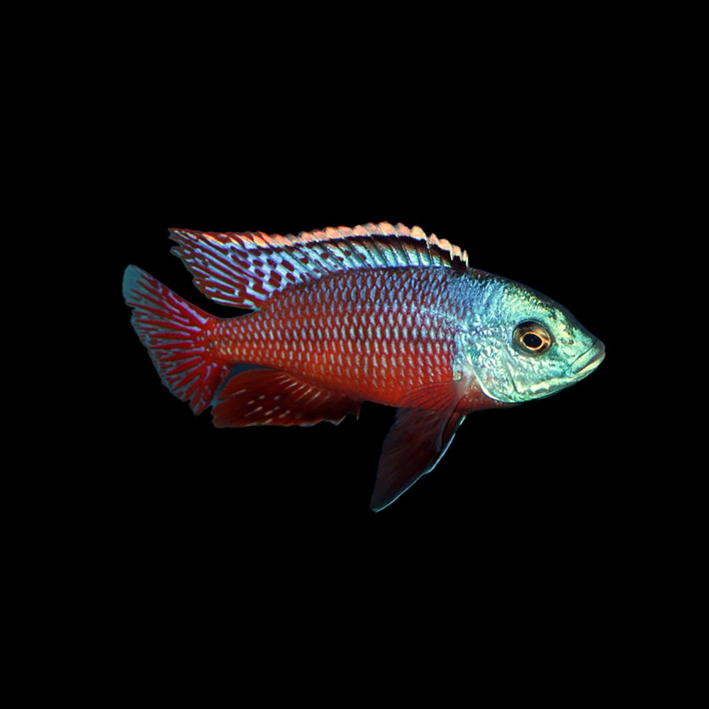 Cichlid Red Empress (Protomelas taeniolatus)