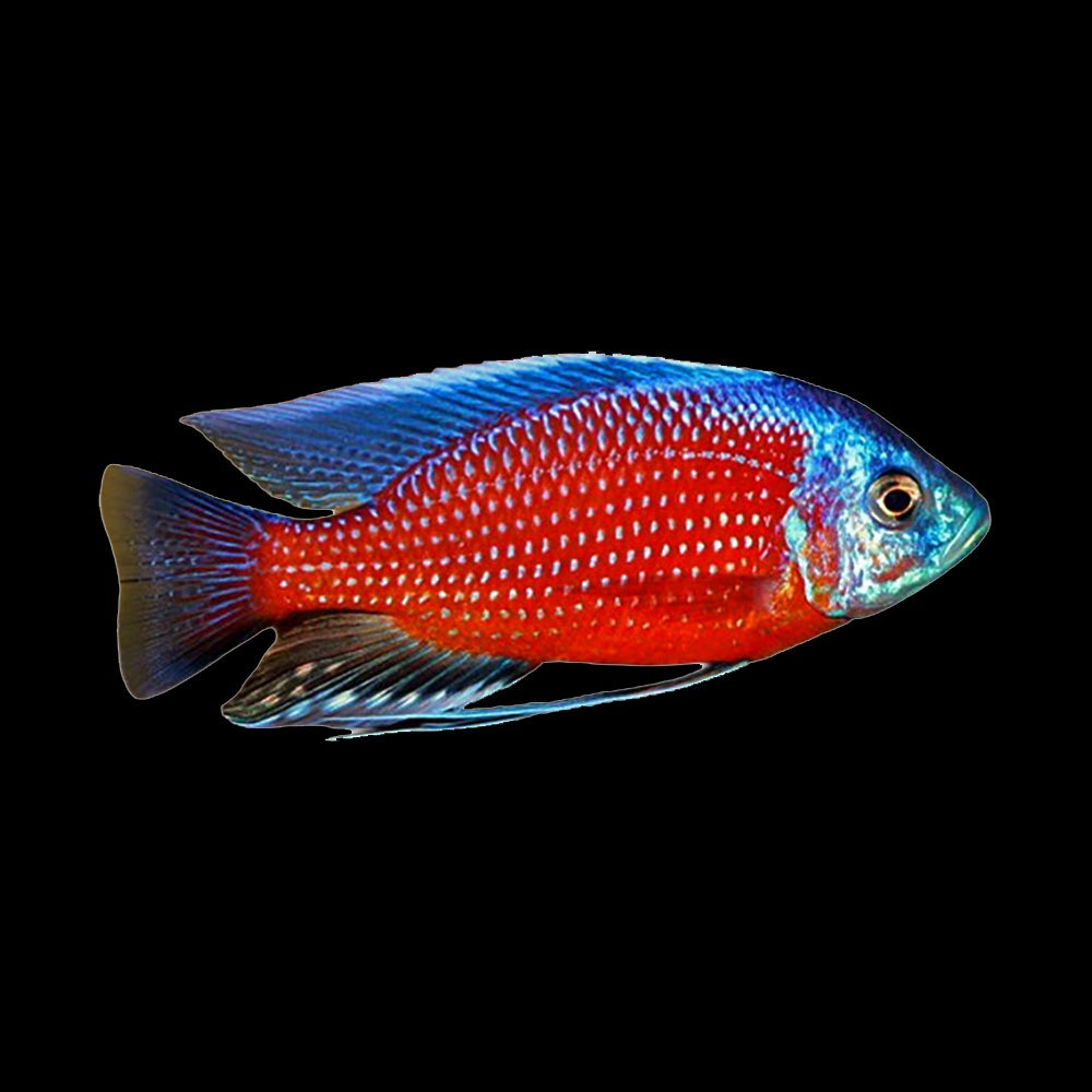 Cichlid Red Fin Kadango (Copadichromis Borleyi)