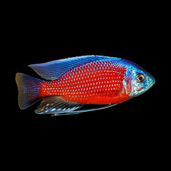 Cichlid Red Fin Kadango (Copadichromis Borleyi)