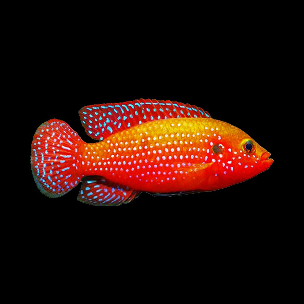 Cichlid Red Jewel (Hemichromis Bimaculatus)