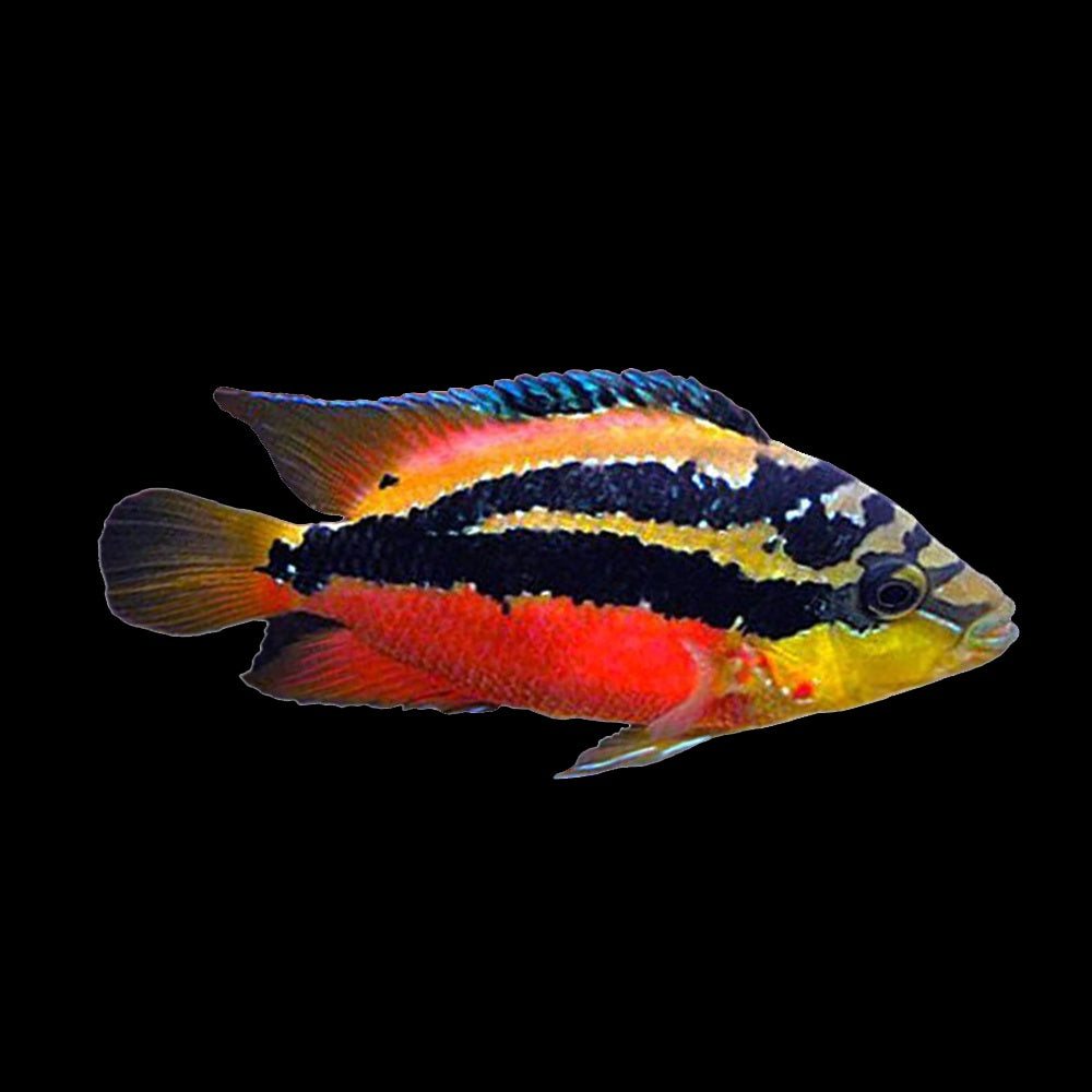 Cichlid Salvini (Cichlasoma Salvini)