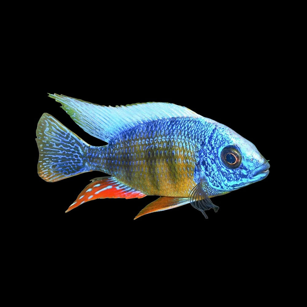 Cichlid Protomelas Taiwan Reef