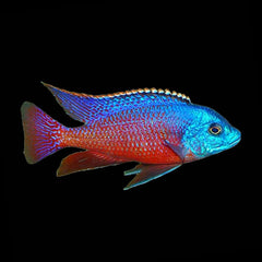 Cichlid Taiwan Reef (Protomelas sp. Steveni Taiwan)