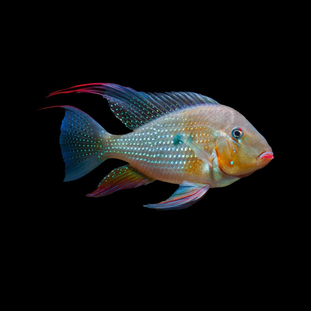 Cichlid Threadfin Acara (Acarichthys Heckelii)