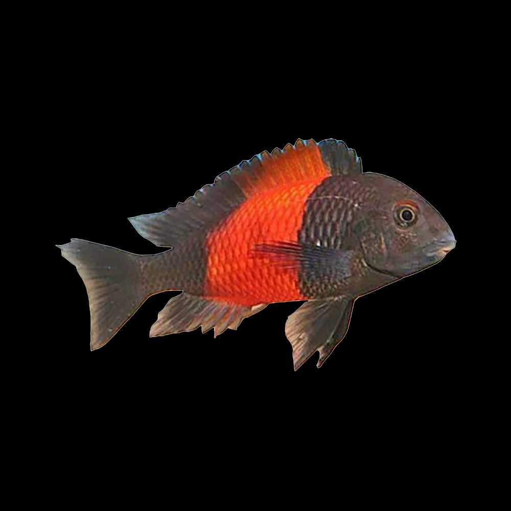 Tropheus Bemba