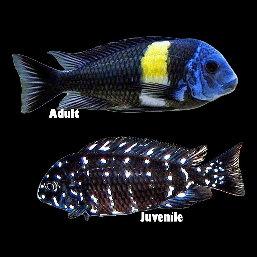 Tropheus Duboisi