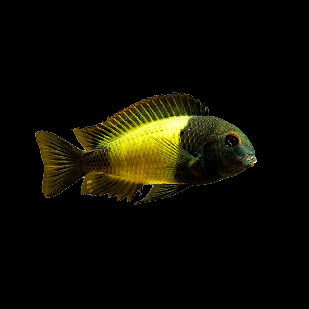Tropheus Kaiser Ikola