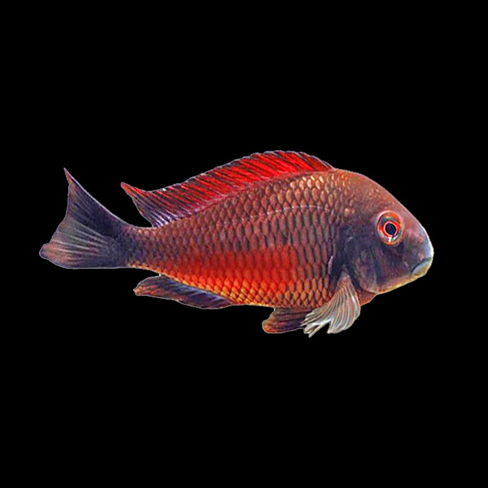 Tropheus Moliro