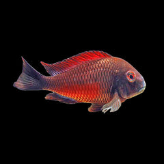 Tropheus Moliro