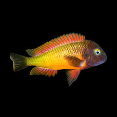 Tropheus Moori Ilangi