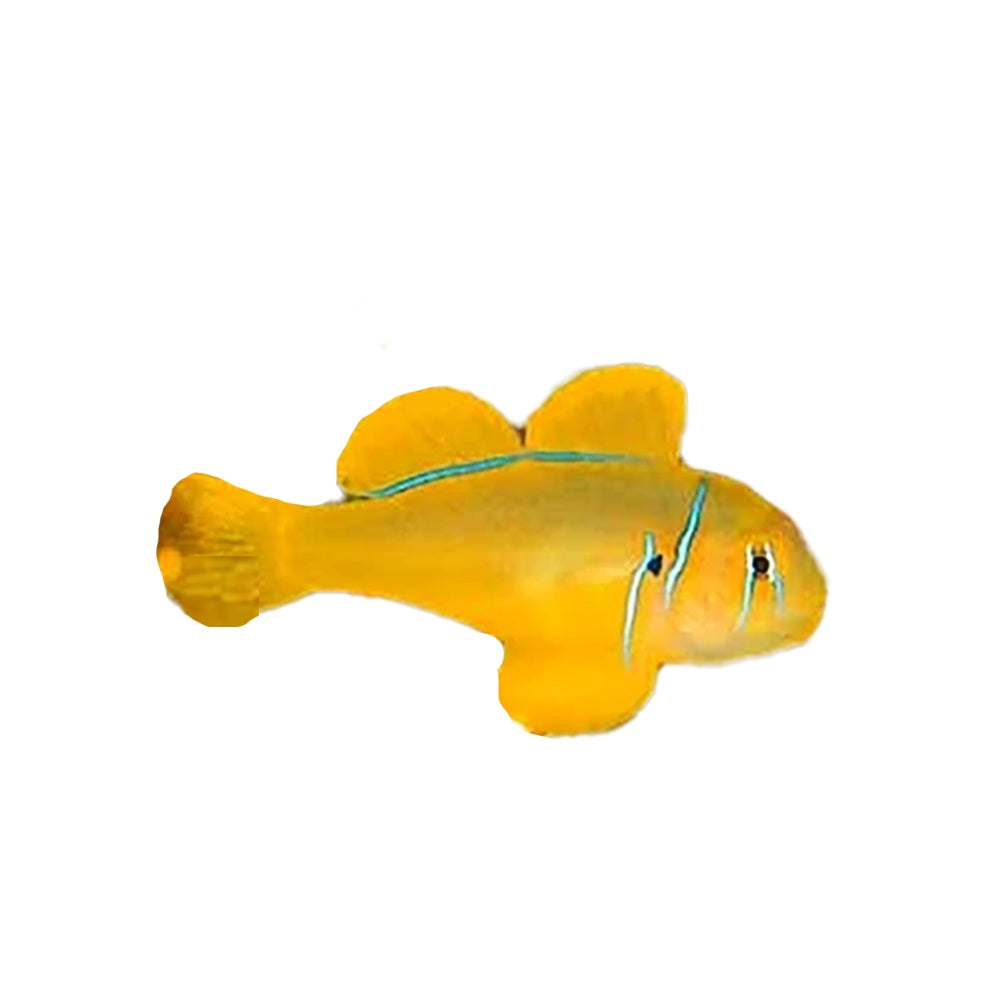 Citron Goby (Gobiodon Citrinus)