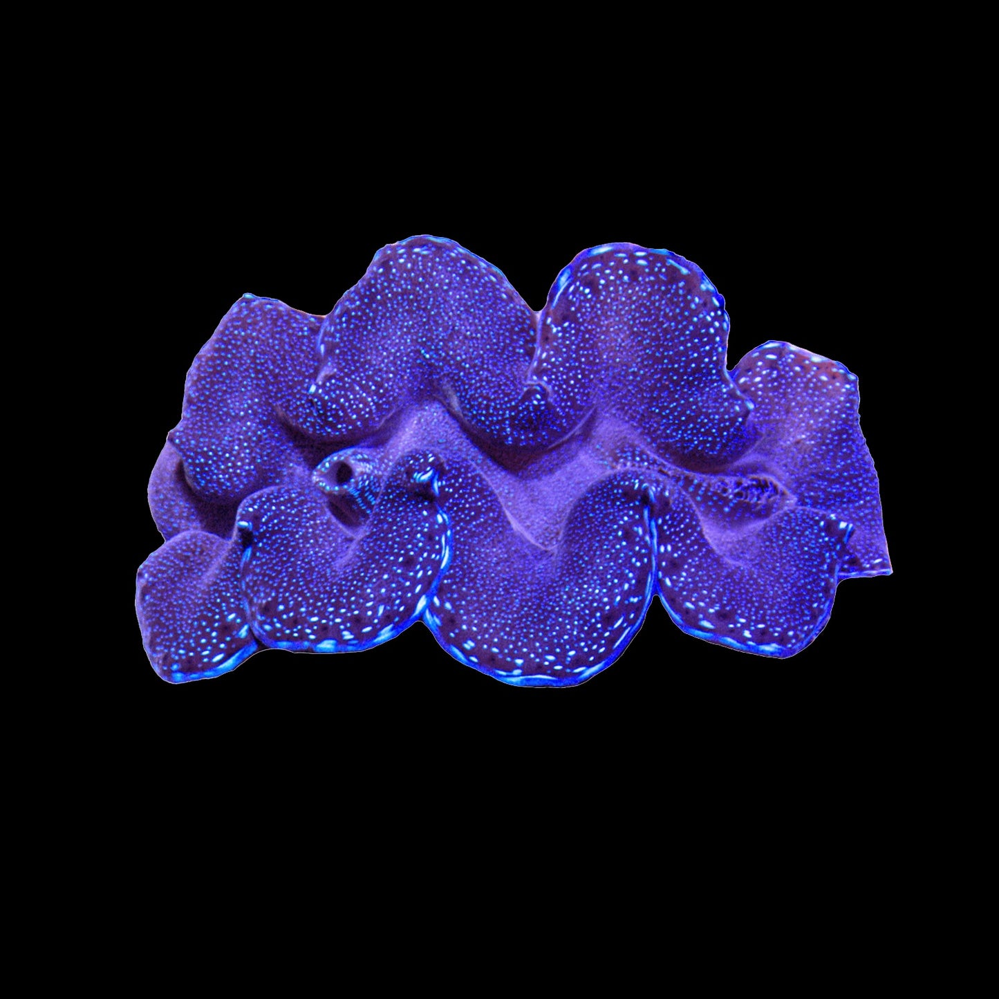 Clam Crocea Blue (Tridacna Crocea)
