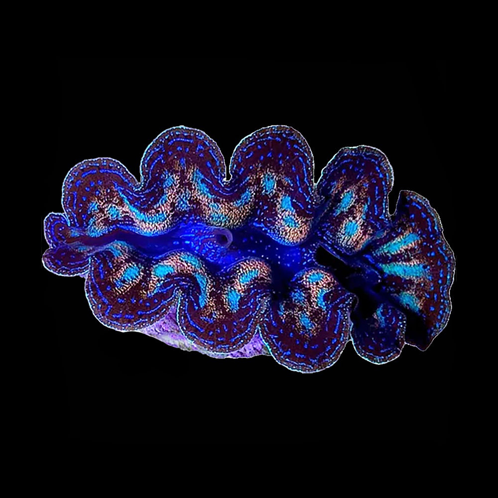Clam Ultra Crocea (Tridacna Crocea)