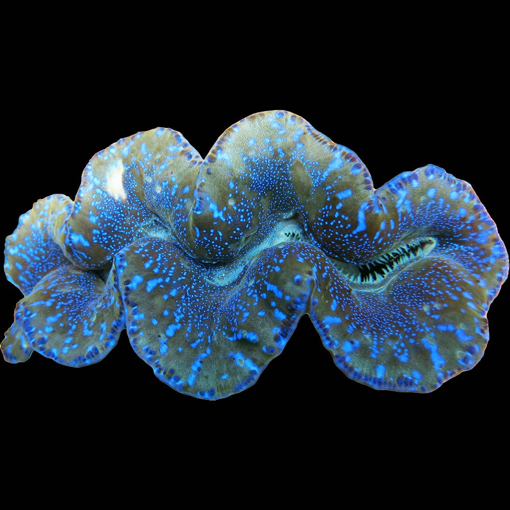 Clam Maxima Blue Lightning