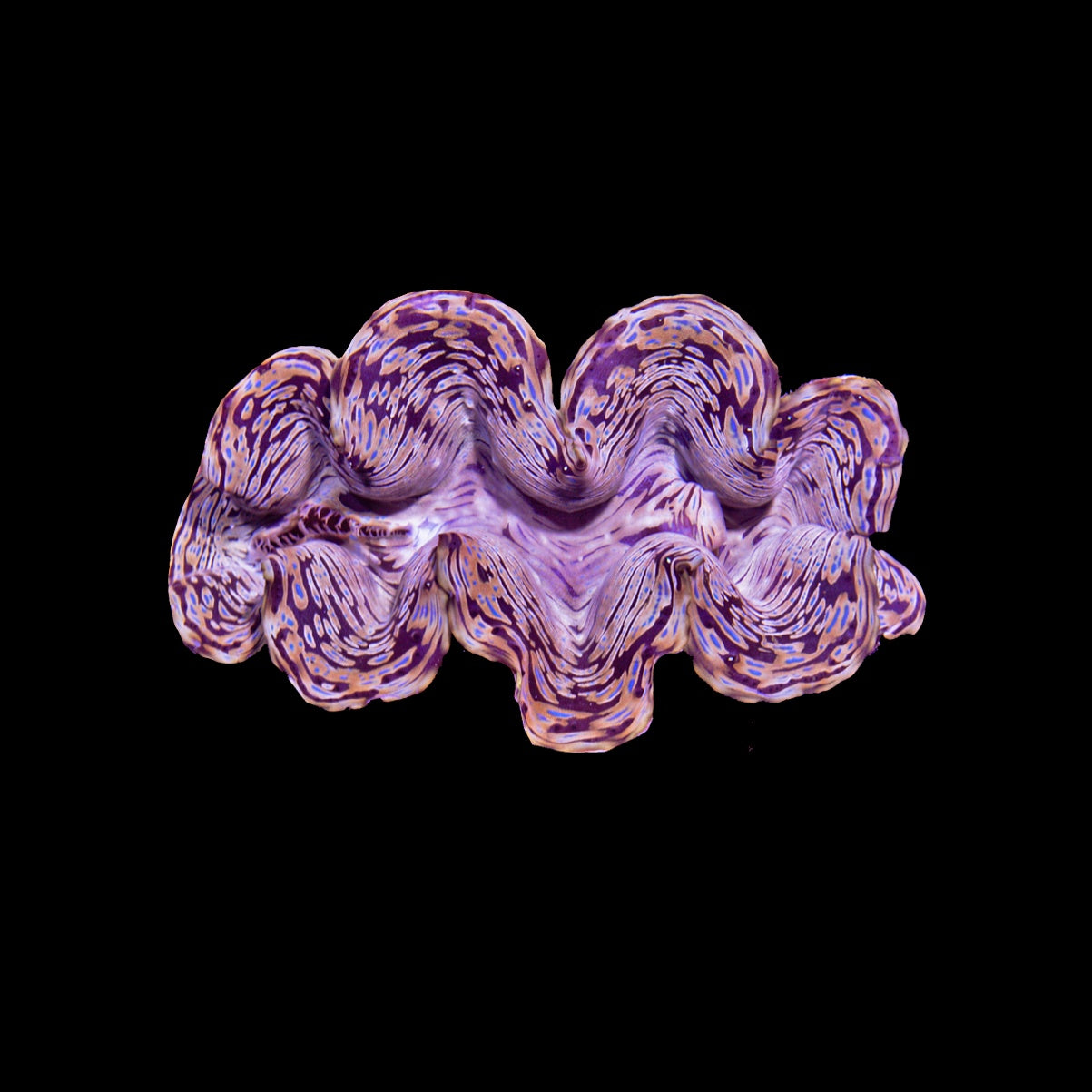 Clam Squamosa Brown (Tridacna Squamosa)