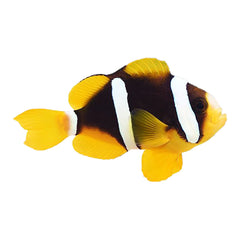 Clarkii Clownfish (Amphiprion Clarkii)